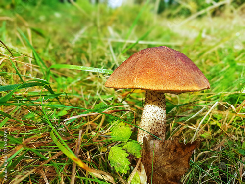 One edible mushroom in closeup on a grass in a forest.