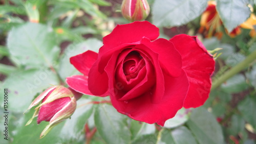 a red rose bud close-up