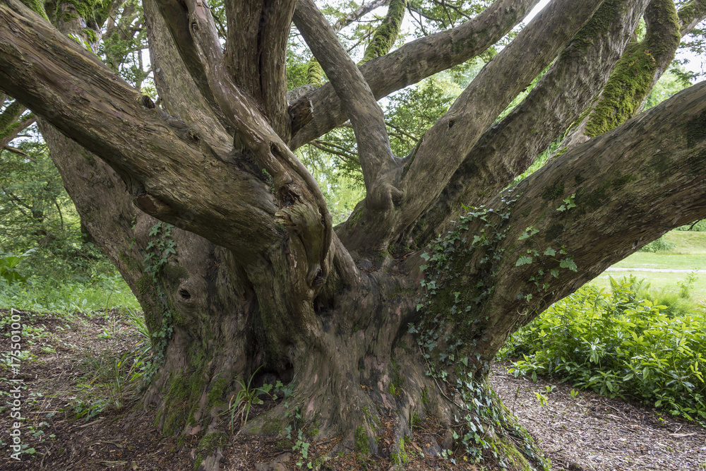 Ancient Tree - Ireland