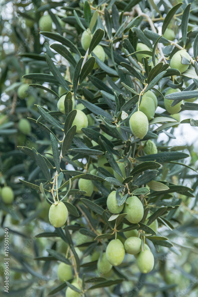 Olives harvesting in a field in Chalkidiki, Greece Olives harvesting in a field in Chalkidiki, Greece
