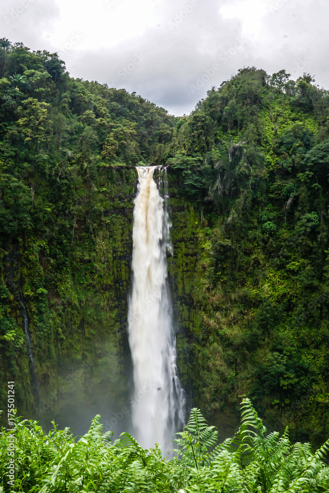 Akaka Falls 5