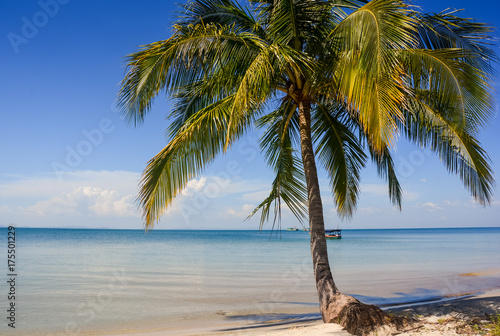 Large Palm on Sand Beach by Sea Boat on Horizon
