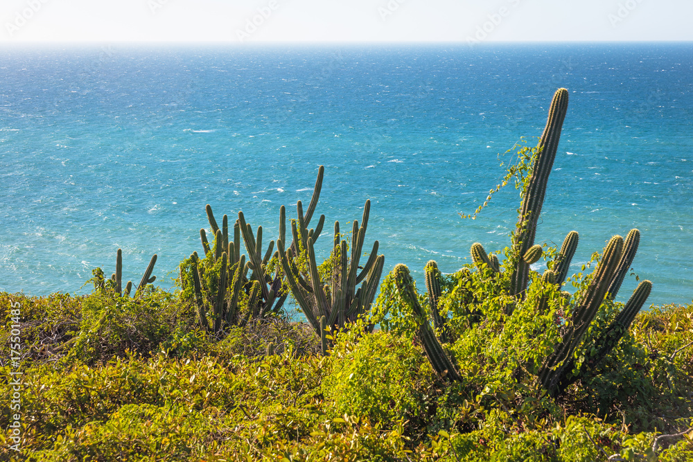 Cactus growing in rural setting, Jericoacoara National Park, Ceara, Brazil Cactus growing in rural setting, Jericoacoara National Park, Ceara, Brazil