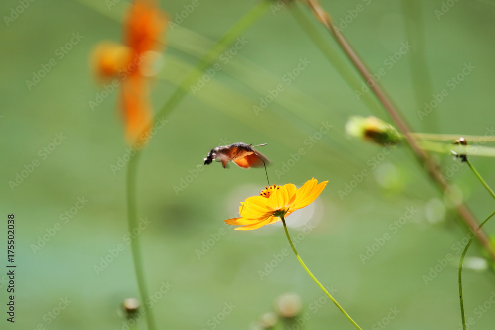 Sphingidae, known as bee Hawk-moth, enjoying the nectar of a orange flower. Hummingbird moth. Calibri moth Sphingidae, known as bee Hawk-moth, enjoying the nectar of a orange flower. Hummingbird moth. Calibri moth
