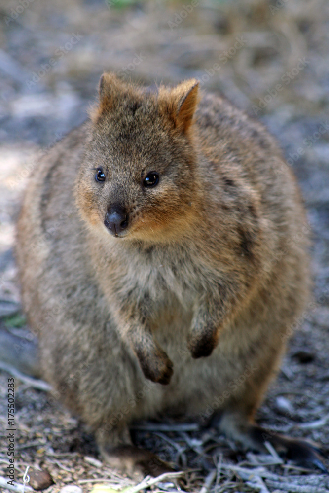 Quokka, Rottnest Island, Western Australia Quokka, Rottnest Island, Western Australia