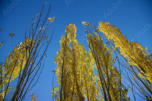 Autumn in Pakistan  photo