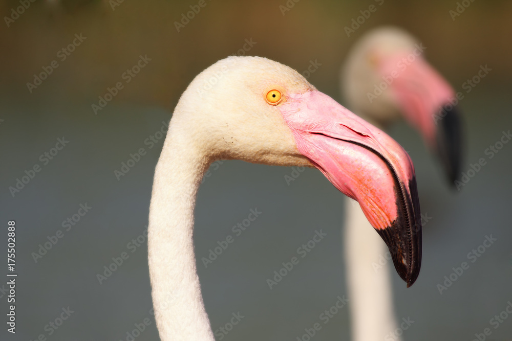 Fototapeta premium Detail of beautiful rose head greater flamingo (Phoenicopterus roseus)