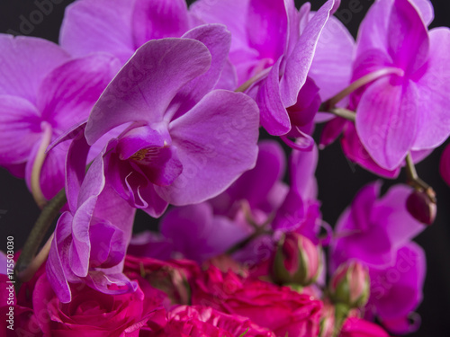 Hot Pink Orchids