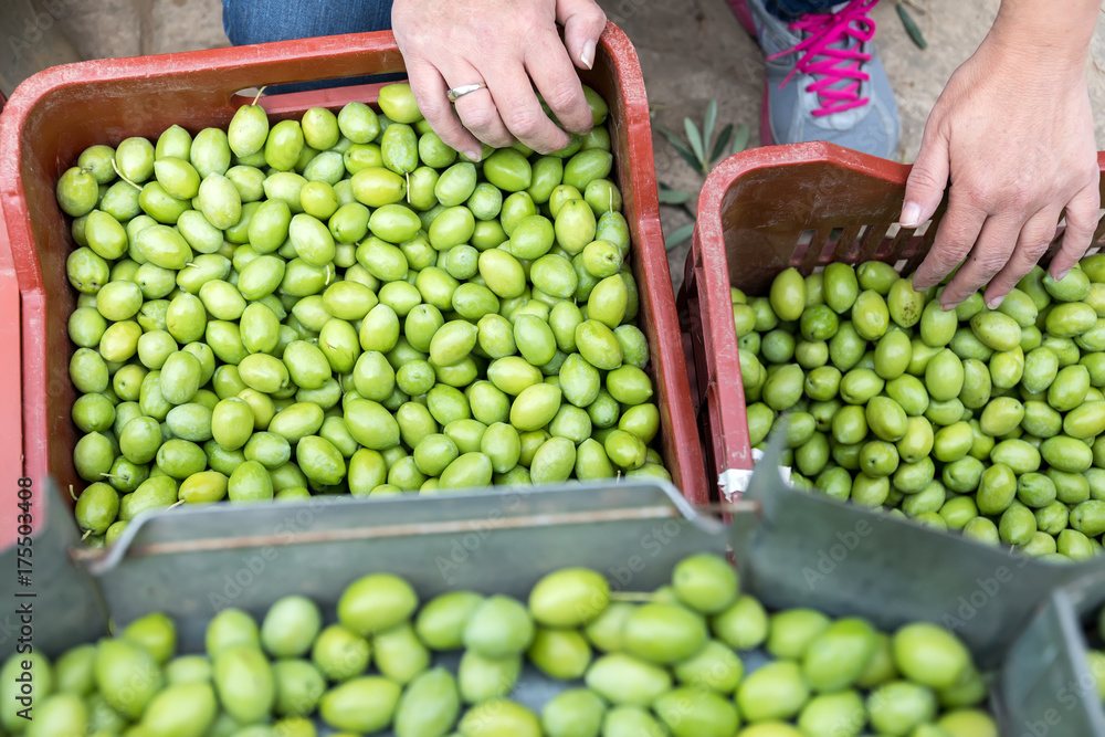Hand sorting out collected green olives Hand sorting out collected green olives