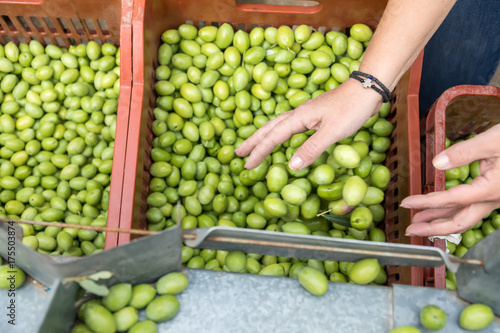 Hand sorting out collected green olives