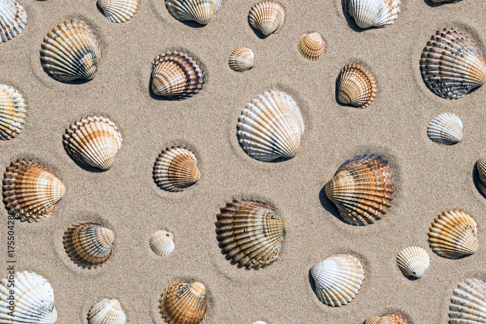 Conchiglie sulla spiaggia
Conchiglie sulla spiaggia