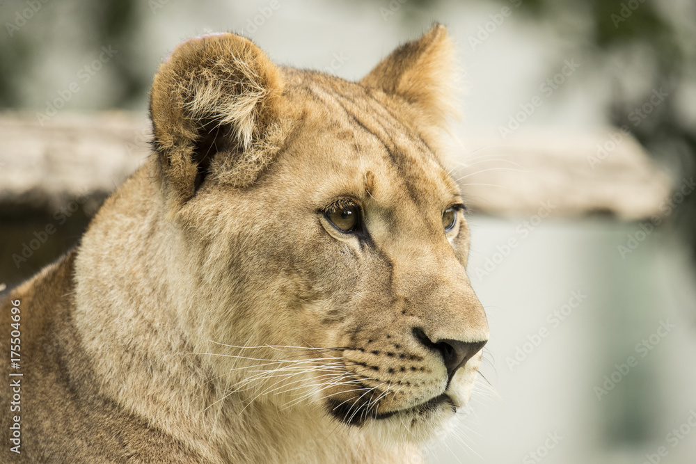 Fototapeta premium Lioness, headshot