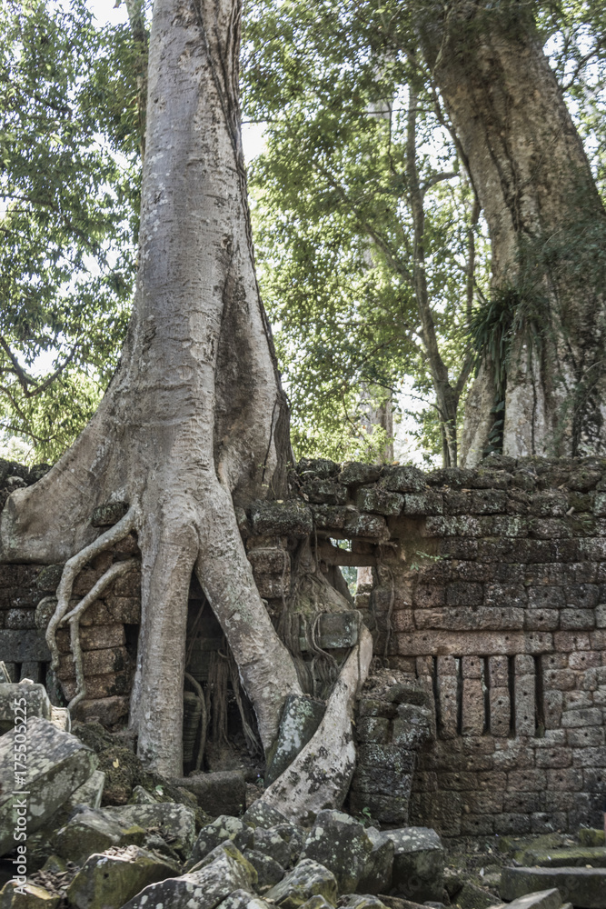 Spung tree at Ta Prohm Temple, Angkor Archaeological Park, Krong Siem Reap, Siem Reap, Cambodia Spung tree at Ta Prohm Temple, Angkor Archaeological Park, Krong Siem Reap, Siem Reap, Cambodia