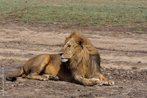 Lion resting on the ground.  Serengeti  Tanzania