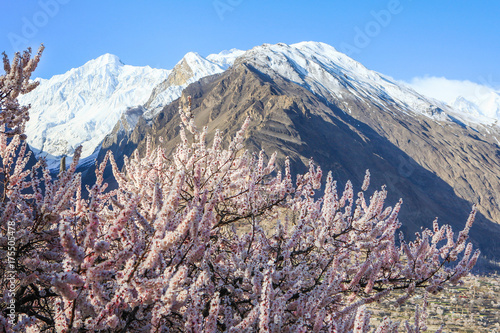 Blossom in Pakistan  photo