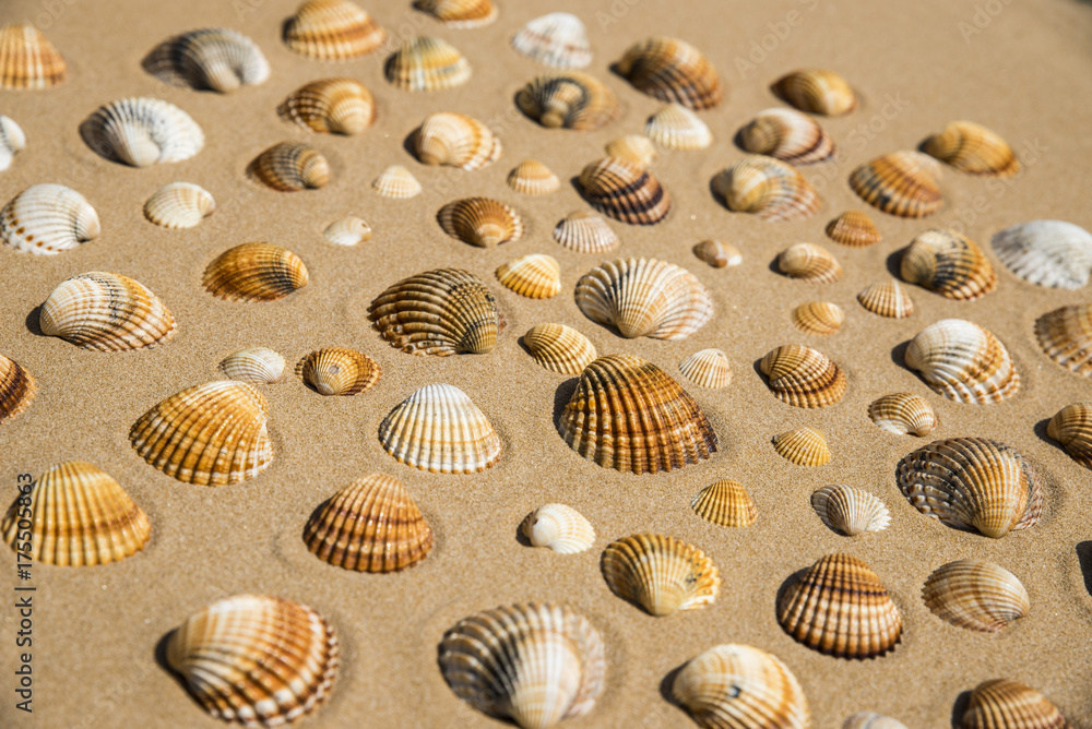 Conchiglie sulla spiaggia
Conchiglie sulla spiaggia