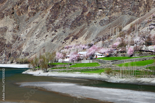 Blossom in Pakistan  photo