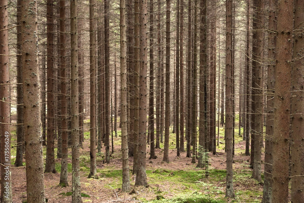 Obraz premium Spruce forest