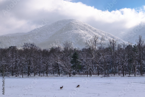 Buck deer foraging in a snowy meadow in Smoky Mtn Nat'l Park's Cades Cove