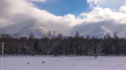 Buck deer foraging in a snowy meadow in Smoky Mtn Nat'l Park's Cades Cove