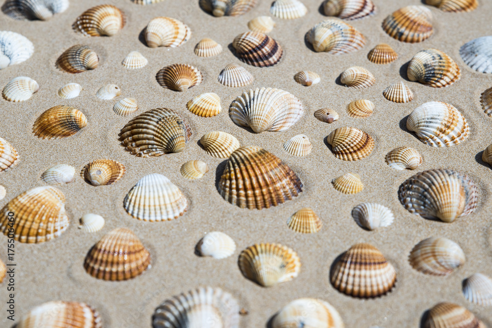 Conchiglie sulla spiaggia
Conchiglie sulla spiaggia