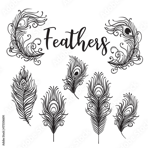 Vector illustration of beautiful peacock feather set isolated on a white back...