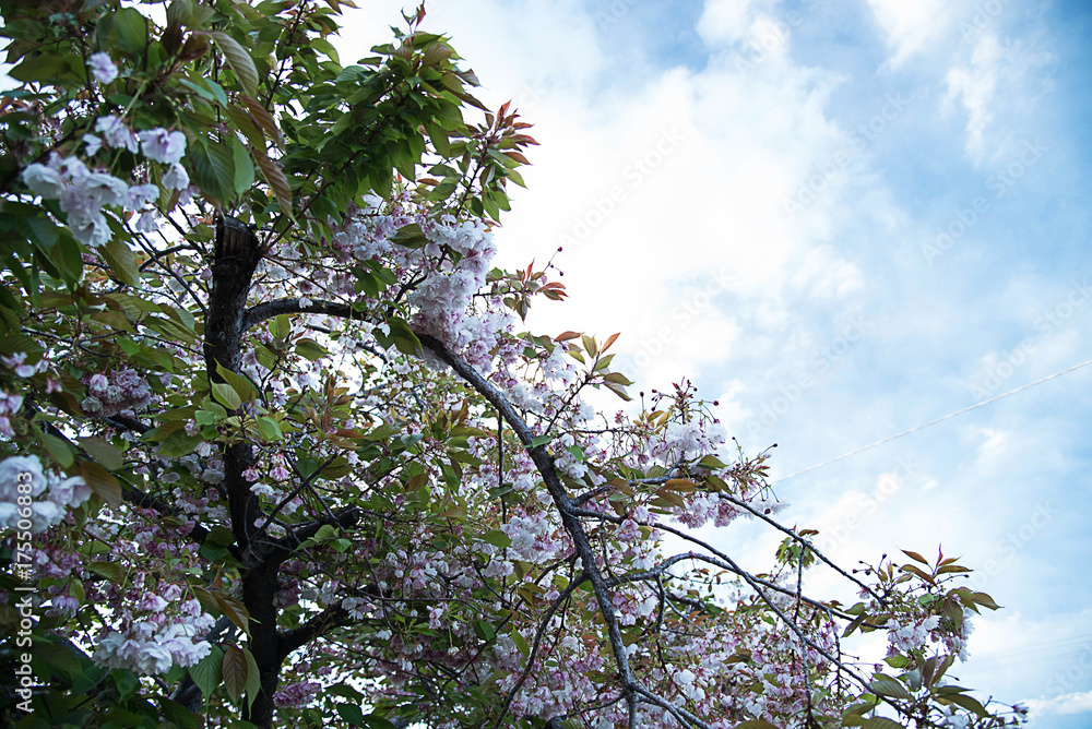 Fototapeta premium Cherry blossom