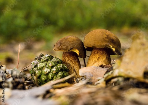 Pair of edible boletuses in dry leaves photo