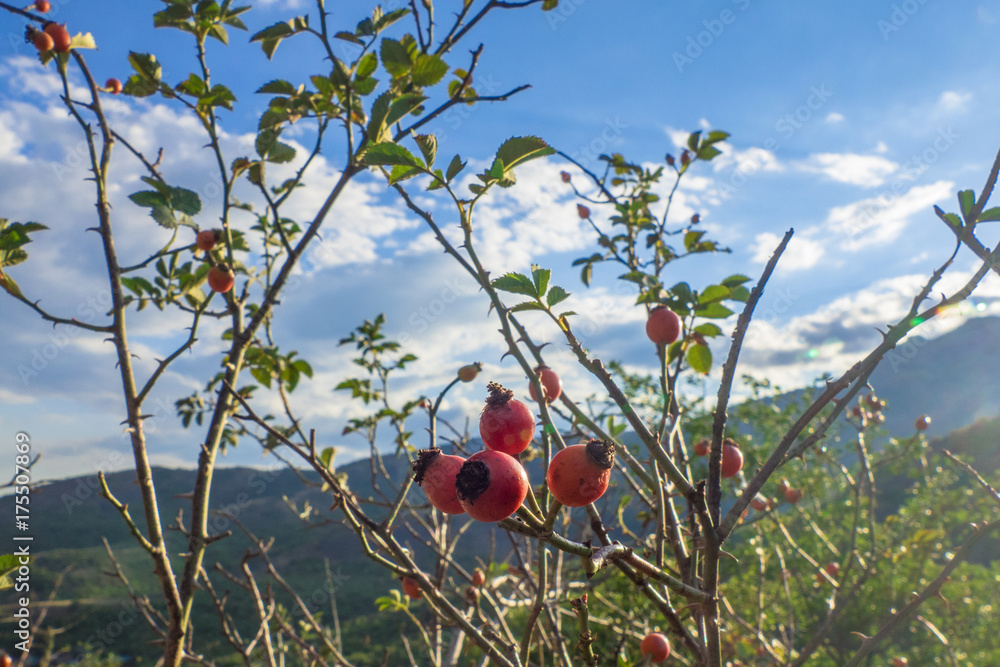 Bush with ripe rose hips on mountain background / Small branch with rose hips 