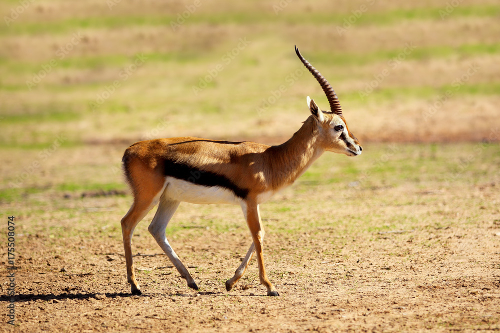 Thomson's gazelle (Eudorcas thomsonii) Thomson's gazelle (Eudorcas thomsonii)
