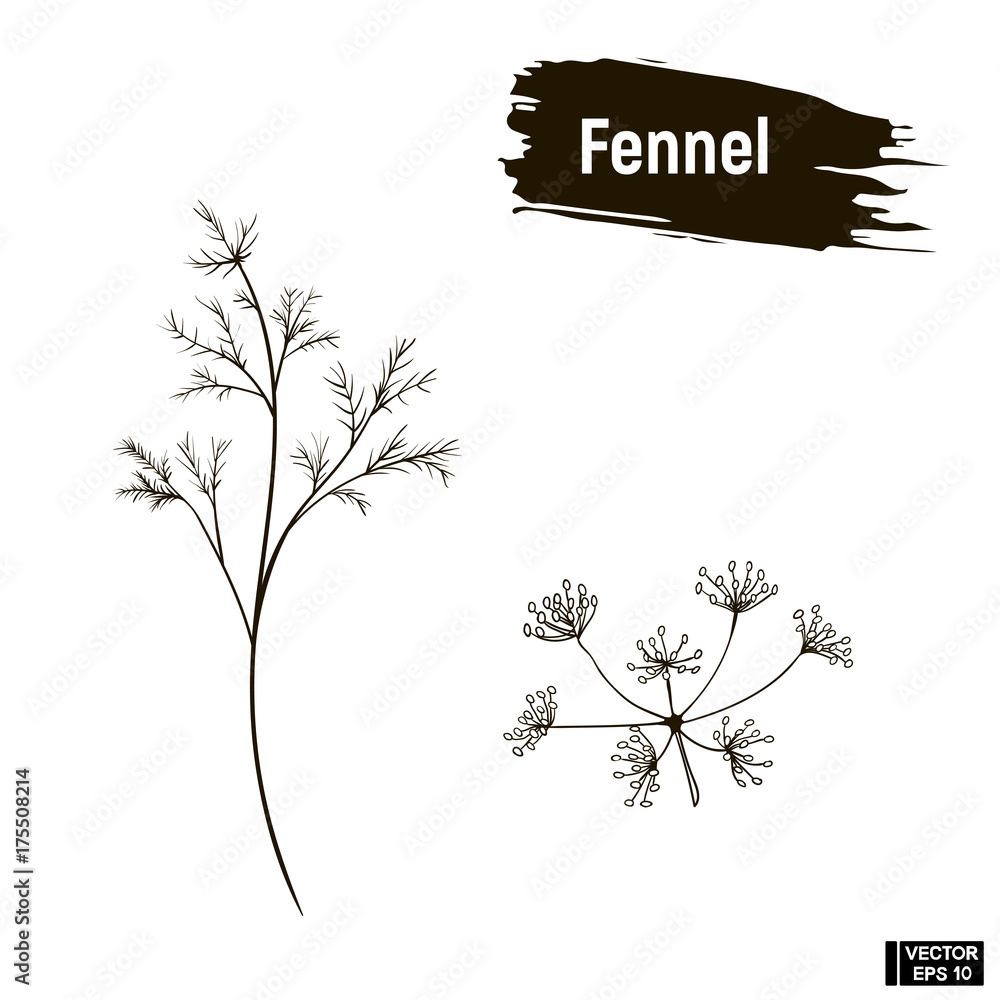 Outline drawing of fennel. Stock Vector Adobe Stock