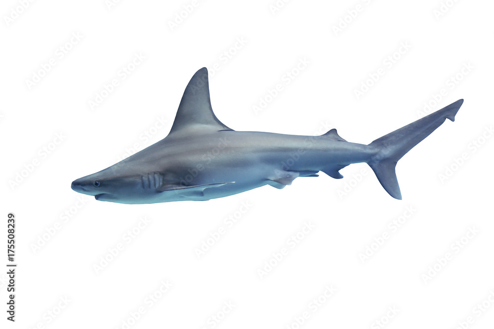 Shark isolated on white background