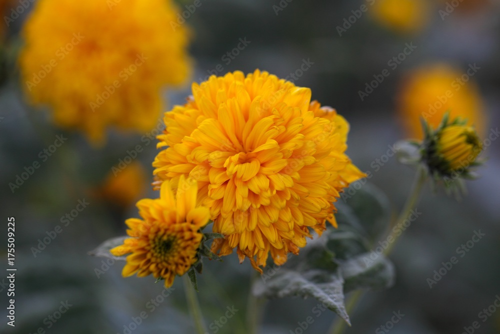 Thinleaf sunflower (Helianthus decapetalus) Thinleaf sunflower (Helianthus decapetalus)