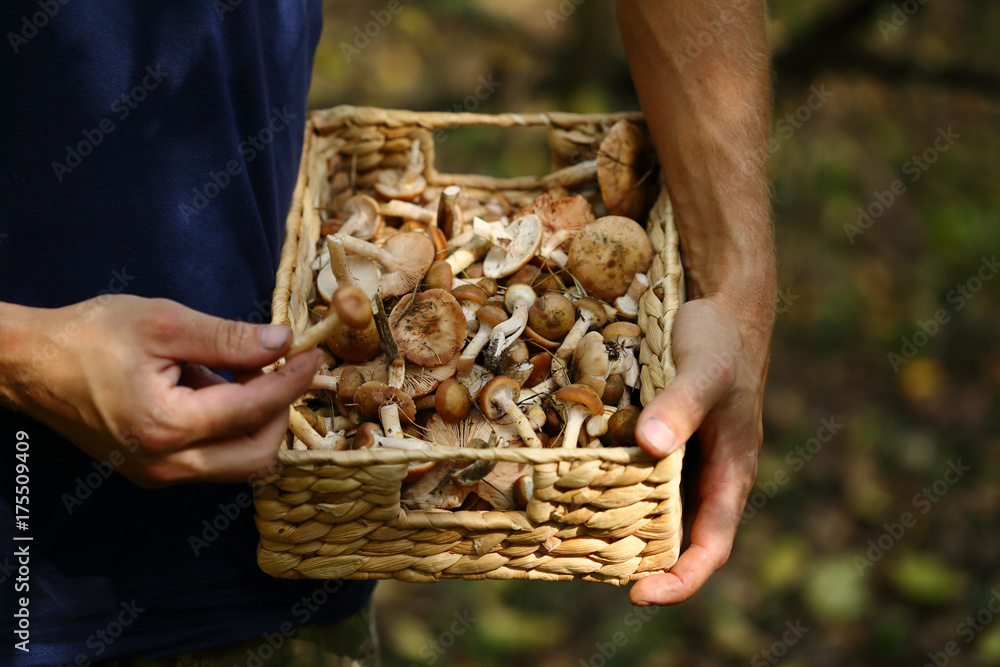 Man hold basket with forest mushrooms