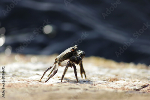 Black Sea. One small Crab Stone Crab Eriphia verrucosa sits on a rock and feeds on organic remains from the surface. photo