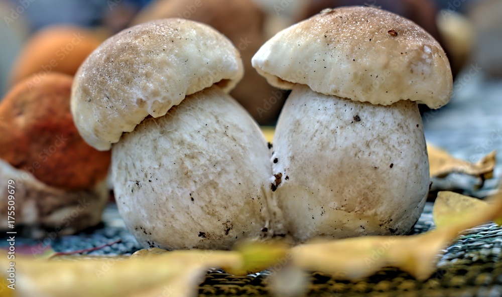 Autumn forest mushroom boletus. Autumn forest mushroom boletus.