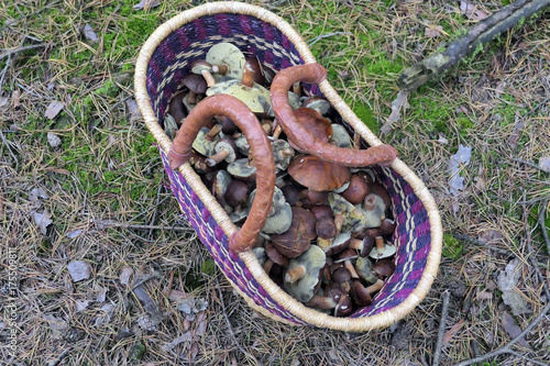 basket with Bay Bolete mushroom.
