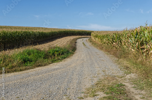 Road Through Cornfield