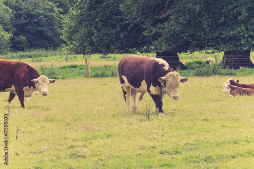 Fototapeta Naklejka Na Ścianę i Meble -  Bull  with family in farmers field close to lacock village,Wiltshire, England,  UK