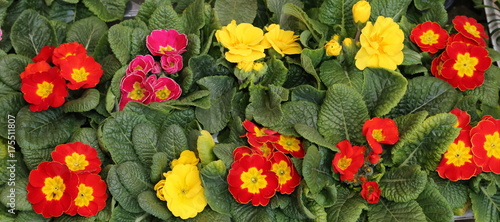 Fotografie many primeroses for sale