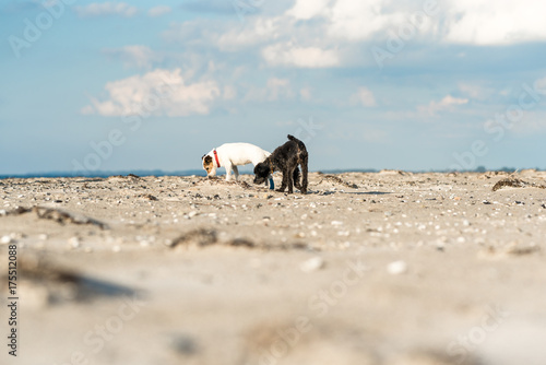 Two dogs at beach in the region Fish Land, Darss, Baltic Sea. The northeastern part of Germany in the federal state Mecklenburg Vorpommen is a beautiful recreation area photo