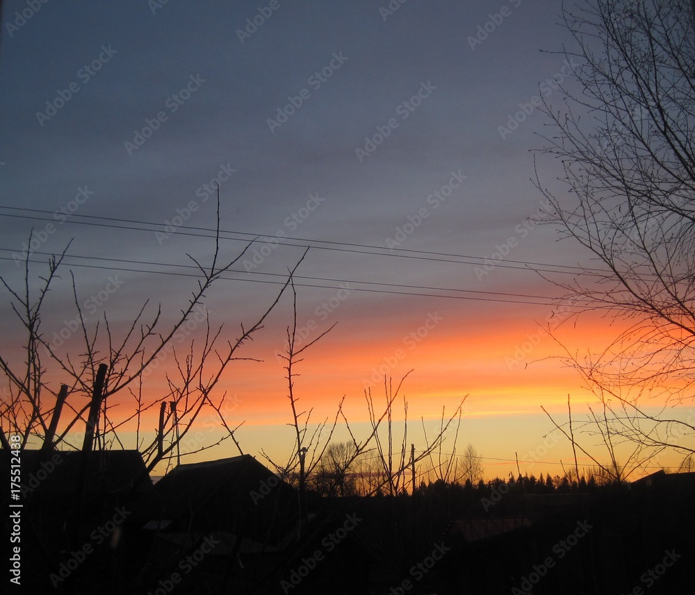 tree branches against the backdrop of the setting sun tree branches against the backdrop of the setting sun