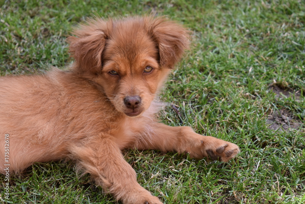 Fototapeta premium Dog