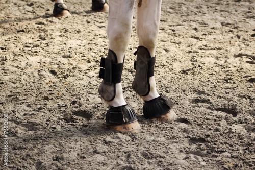 protections de boulet de chevaux antérieurs mis en place avec cloche 