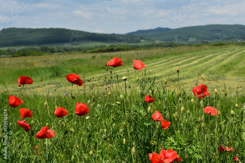 Field flowers