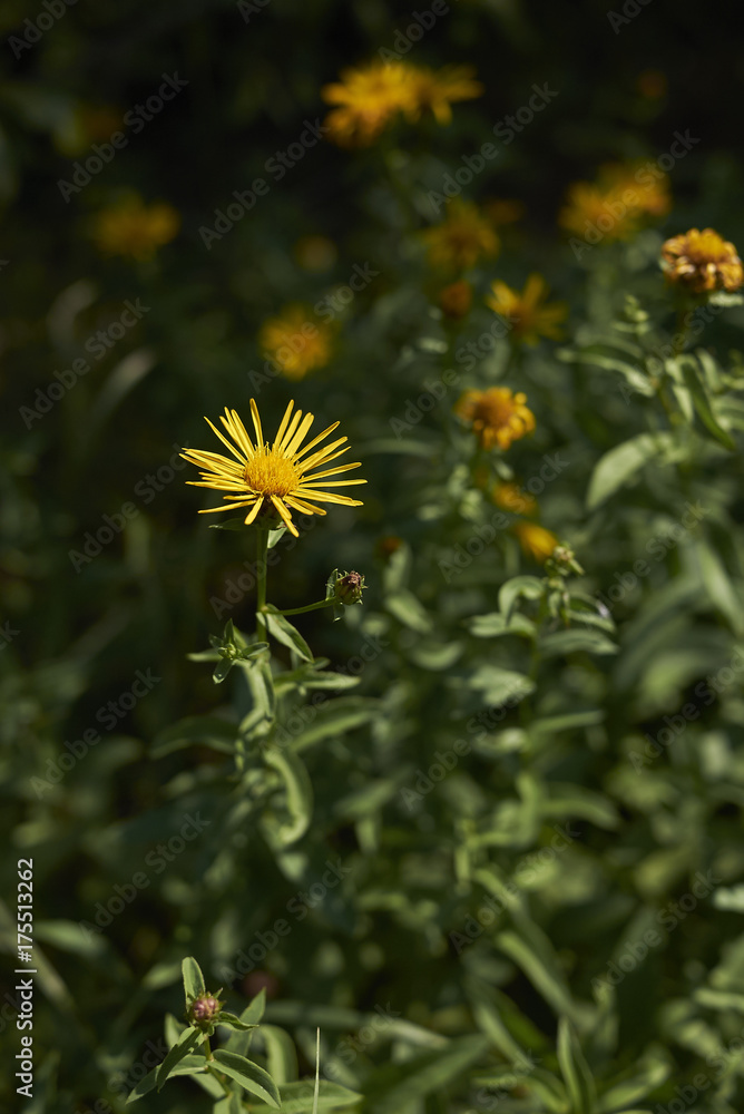 Inula salicina