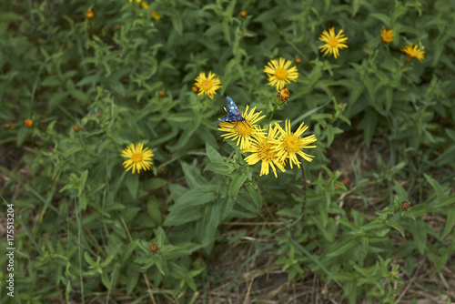 Inula salicina