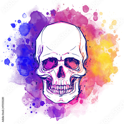 Watercolor sketchy skull with red, blue and purple colors isolated on white background.  Vector illustration.