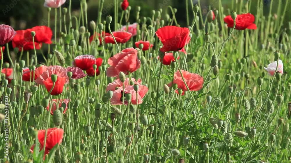 Meadow with beautiful bright red poppy flowers in spring Meadow with beautiful bright red poppy flowers in spring