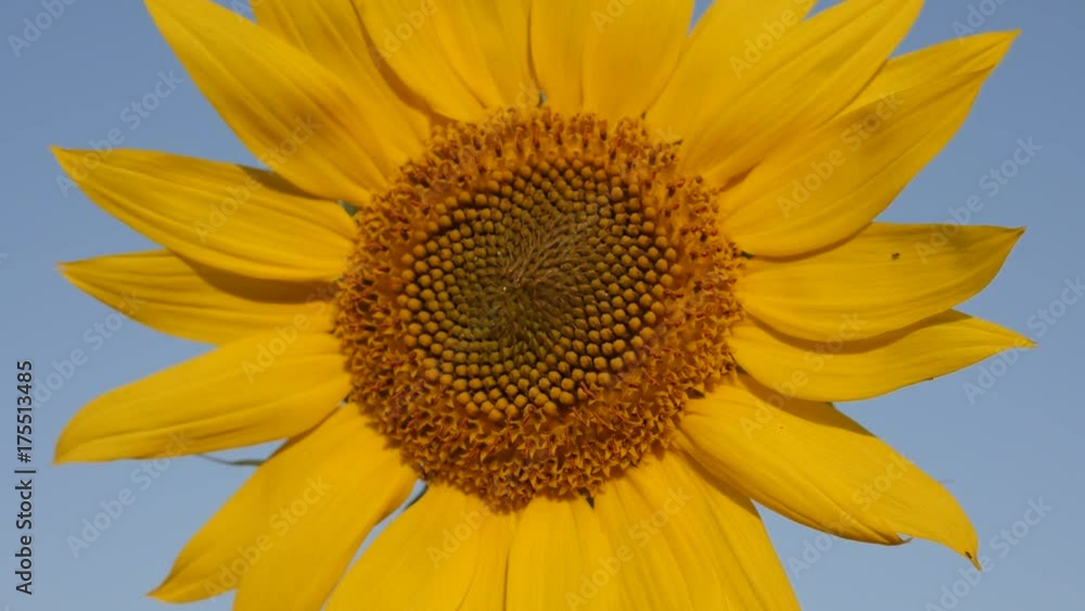 Field of sunflowers and blue sky slow-mo footage - Slow motion Helianthus plant details with insect video Field of sunflowers and blue sky slow-mo footage - Slow motion Helianthus plant details with insect video